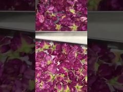 Vriesdrogen thuis: gemakkelijk te gebruiken, energiezuinig en past in uw keuken